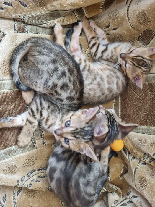 бенгальский котенок