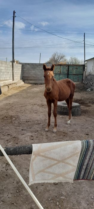 Тайшығарлар сатылады