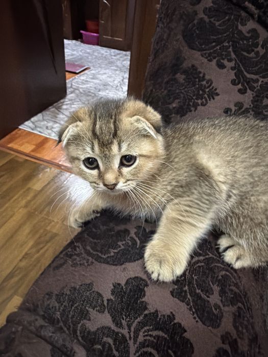 Мушуклар скотиш фолд