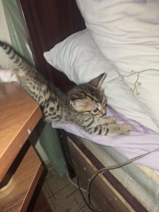 Котята  Бенгальские