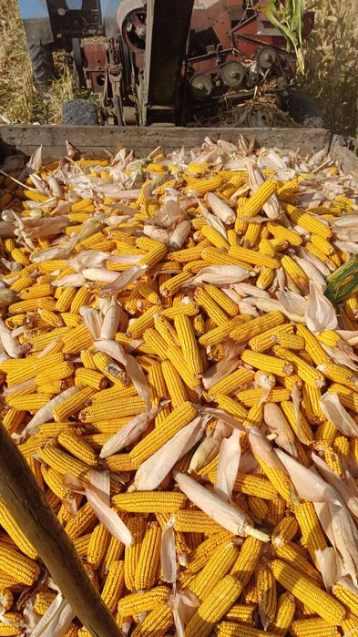 Кукуруза  на продажу 70я