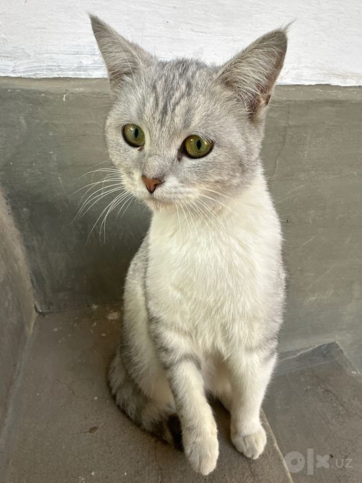 Mushuk beriladi yaxshi qollaga
