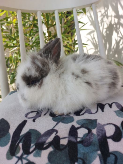 Iepuri teddy pitic, 6 saptamani