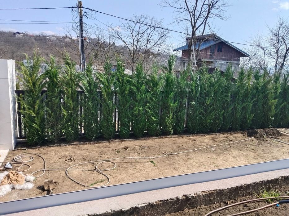 Leylandy cupressocyparis (tuia leylandii)