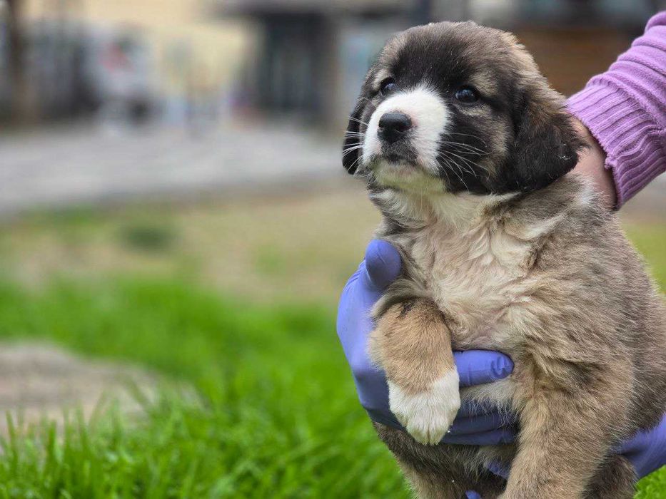 Щенок, девочка, 2 месяца