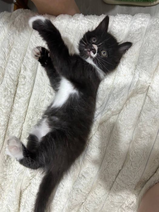 Отдадам котят в хоршие руки