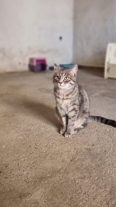 Кошечка в отвественные руки