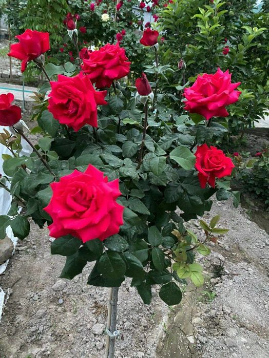 Штамбовый роза  shtampoviy atirgul