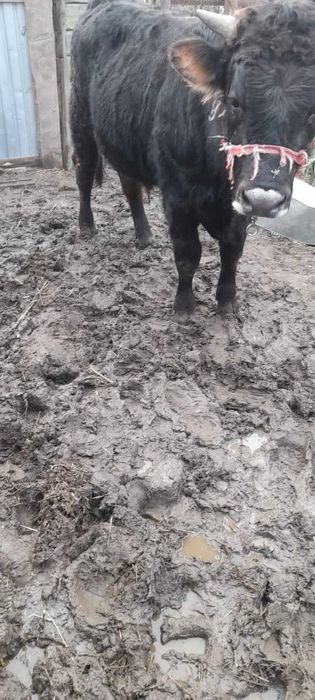 Продается бычок Алатауской породы