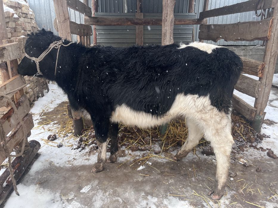 Бир жарм жасар кара ала баспак