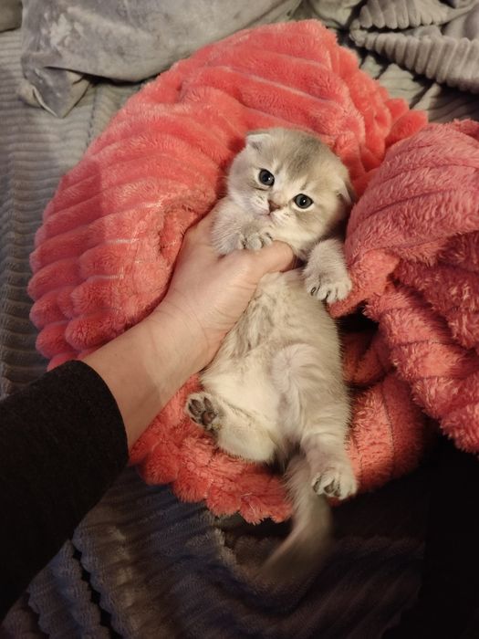 Кошечка голубая шиншилла .