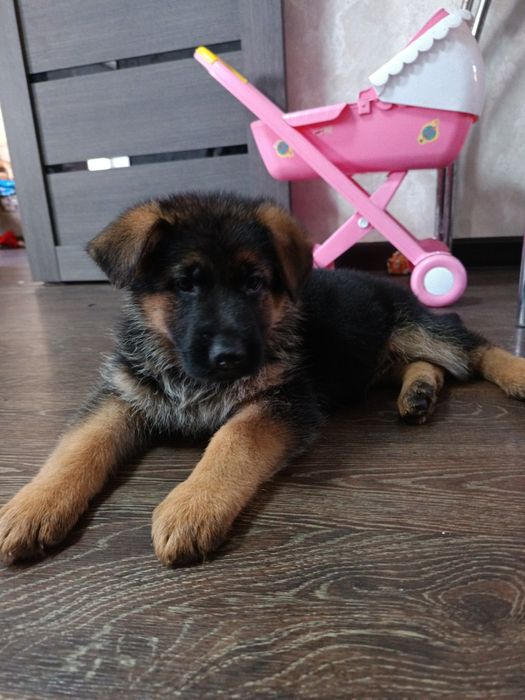 Вязка кобель немец