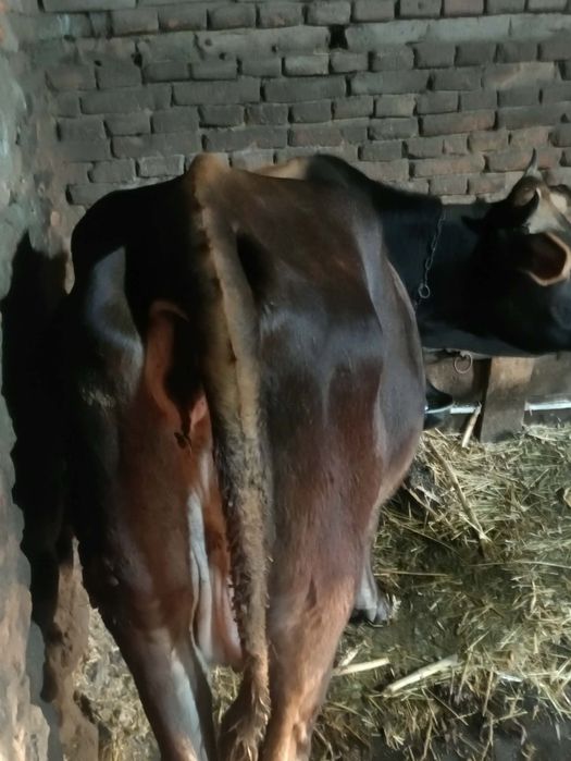 Vand vaca de tinut