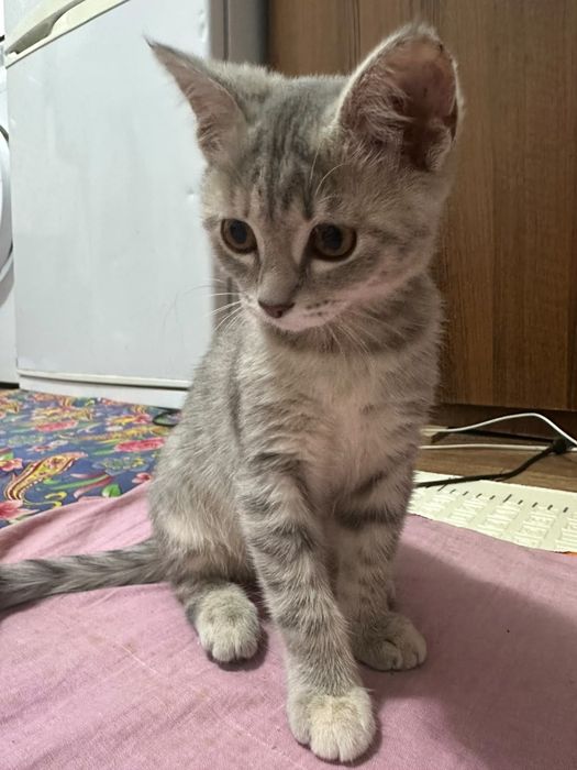 Отдам бесплатно котёнок