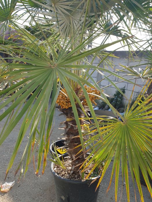 Palmieri rezistenți la frig