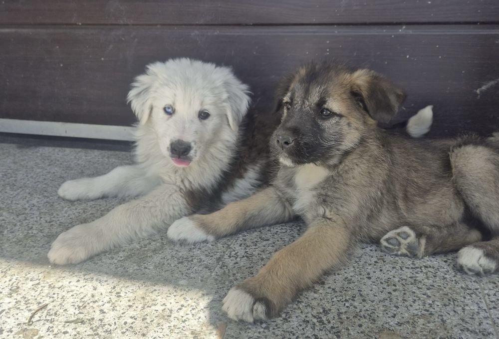 Adoptie catei Cluj-Napoca