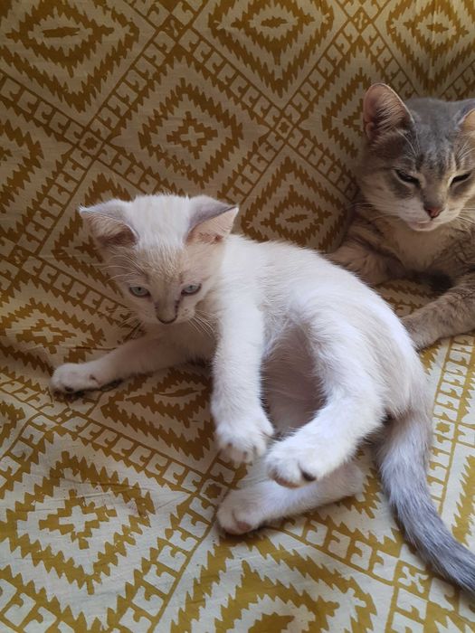 Отдам котёнока в добрые руки