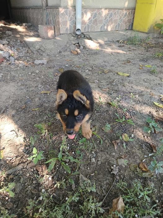 Câine ciobănesc