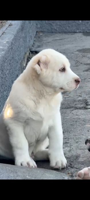 Продаётся элитные щенки Среднеазиатских овчарок.