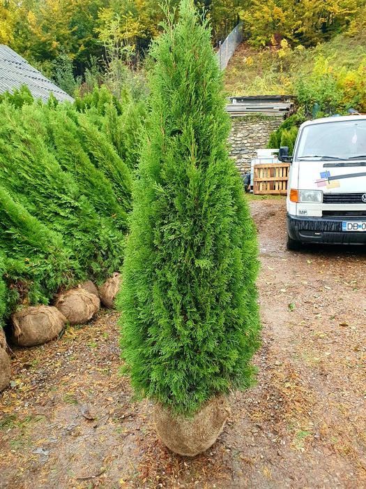 Tuia smaragd, columnaris, leylandii, occidentalis etc