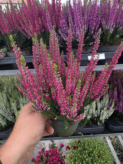 Calluna vulgaris angro