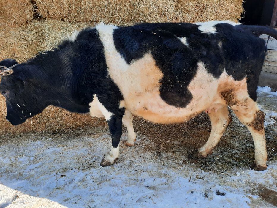 Сиыр сатылады семіз