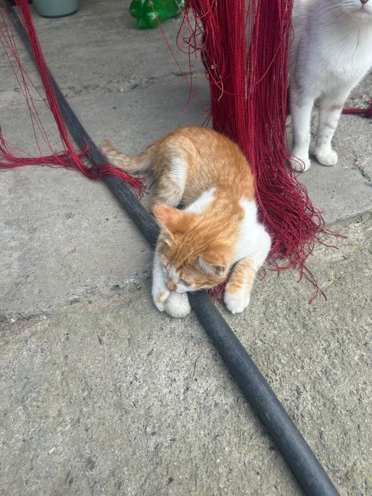 Котята мальчики бесплатно