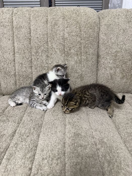 Котята Скотиш страйт