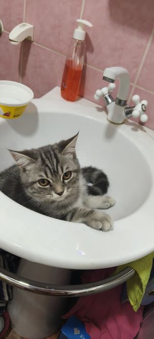 Шотландец -мальчик 4 мес.