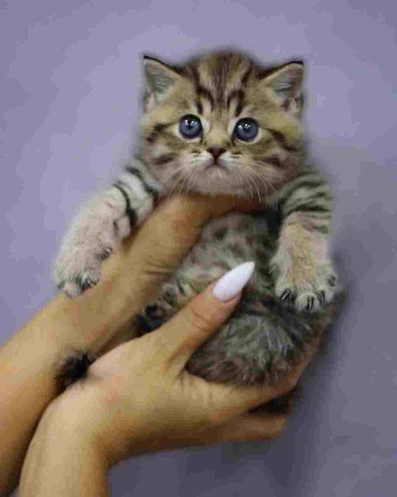 Продаются британские котята