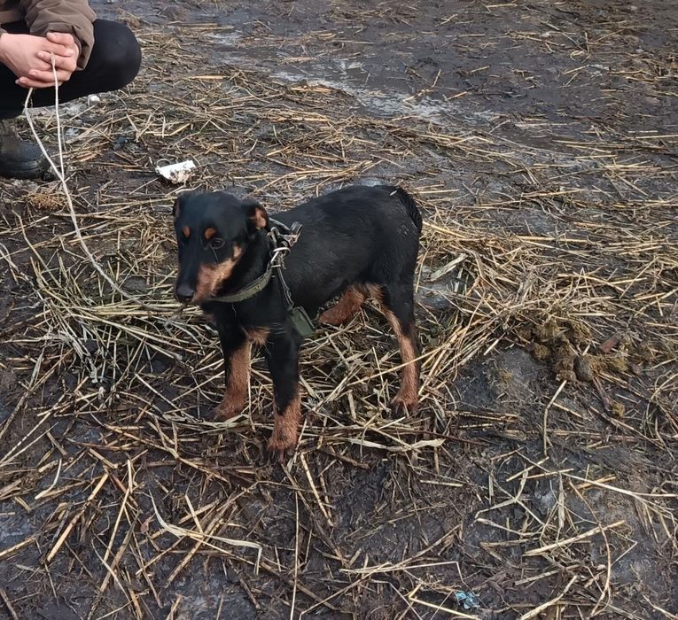 Продается ягтерер