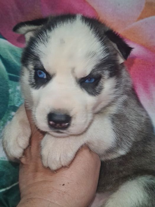 Продам щенков сибирской хаски.