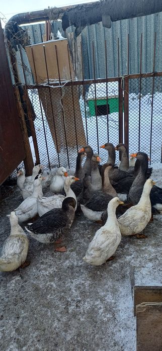 Продам Уток, Гусей, домашние