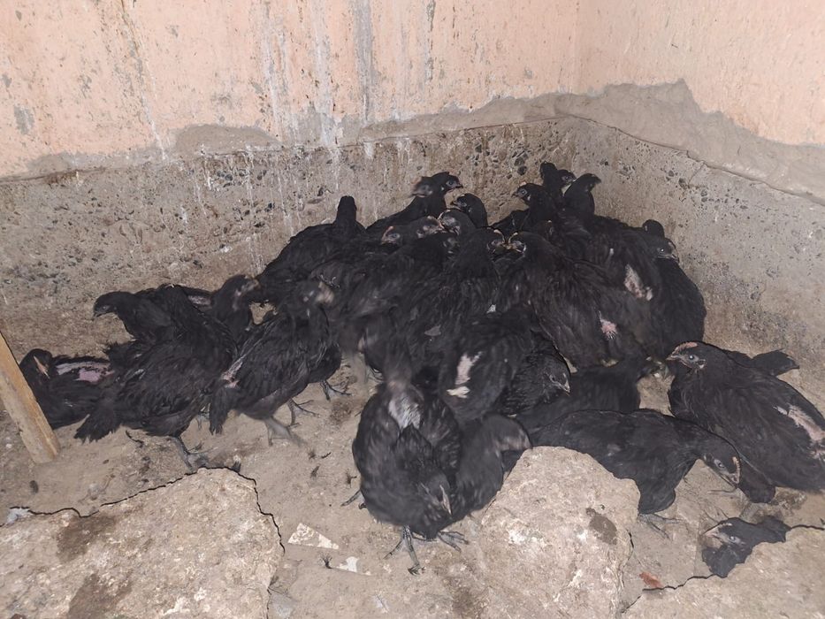 Гиган шөжектері сатылады