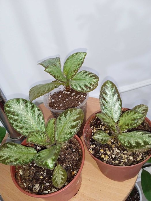 Продам домашние растения