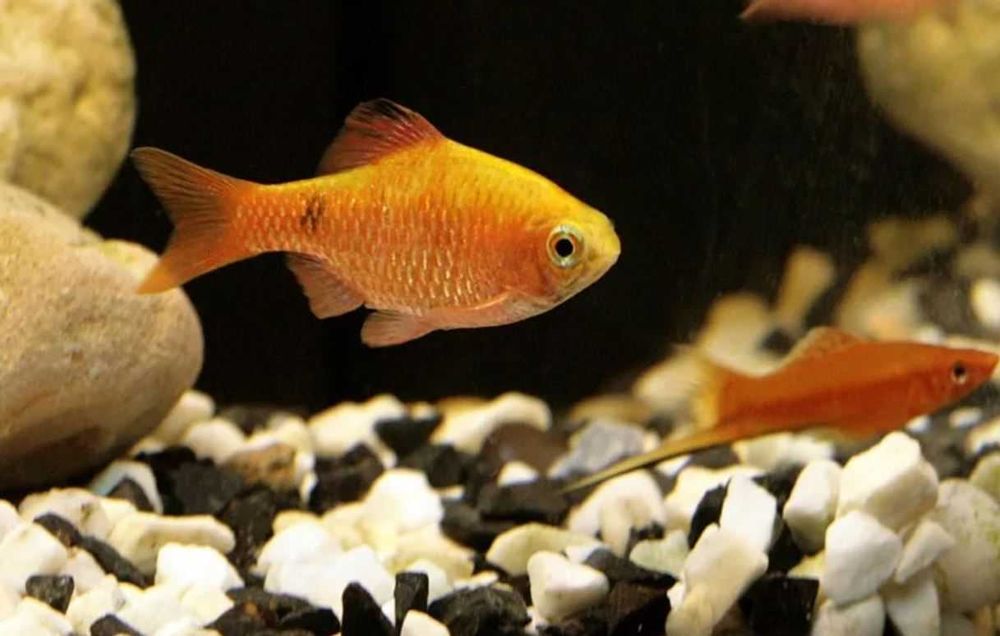 Барбус огненный аквариумная рыбка