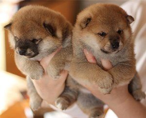 Сиба Ину (Шиба Ину)