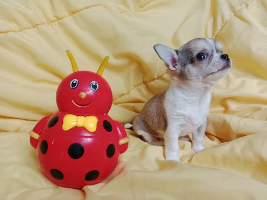 Щенки Чихуахуа мальчики.