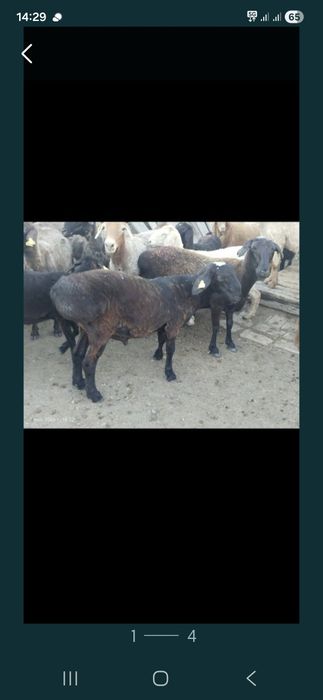 Кой сатылад каланын шетынде