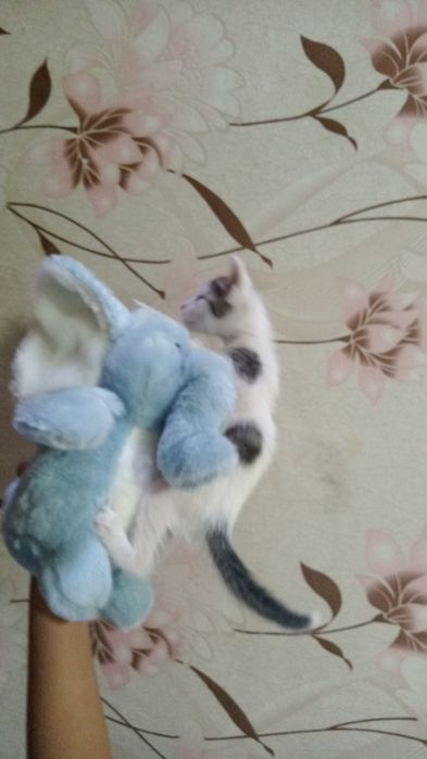 Отдам в добрые руки