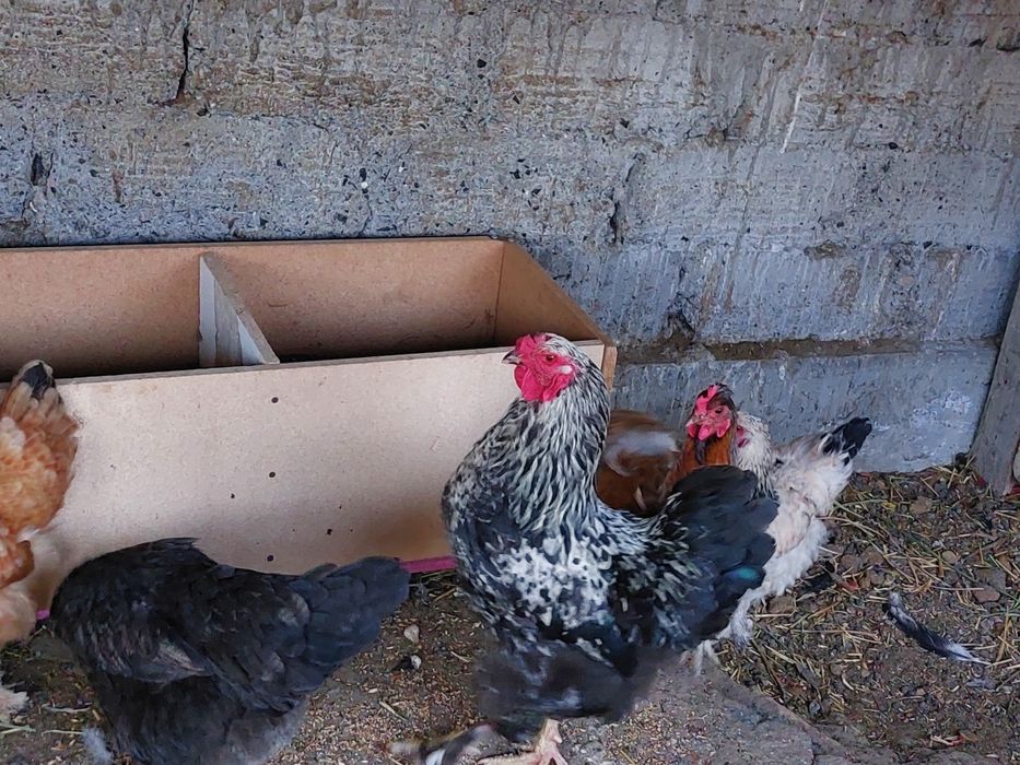 Продам молодого петуха.