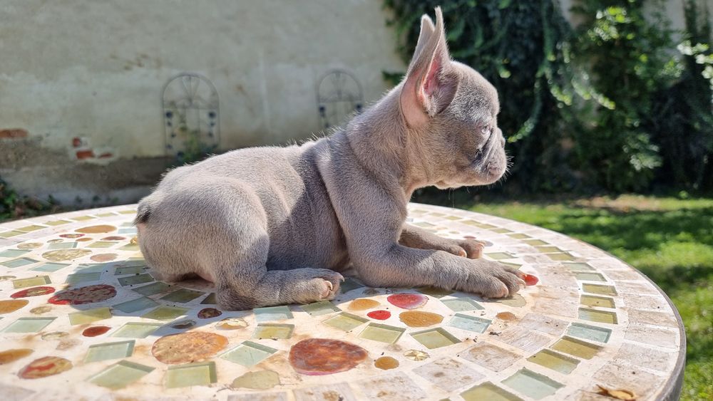 Bulldog francez femela