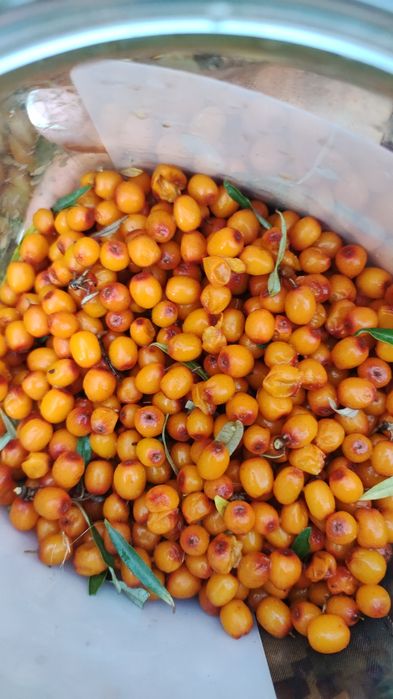 Продам облепиху 5л -4тыс