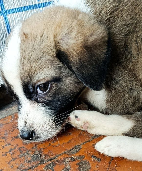 Пристраиваються щенята и мама щенят.