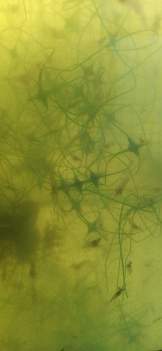 Креветки Розенберг