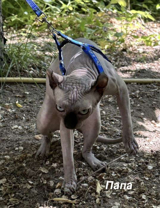 Продаются котята сфинкса - эльфа