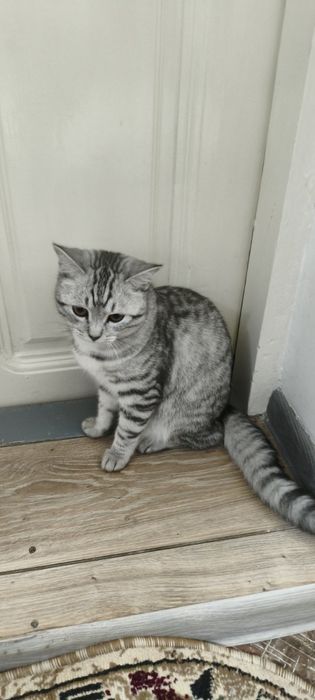 Продам кота британца