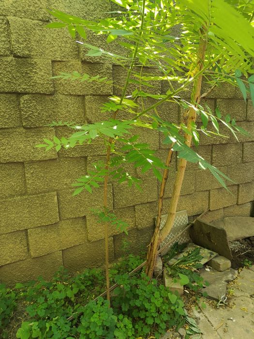 Саженцы дерева Сумах продам