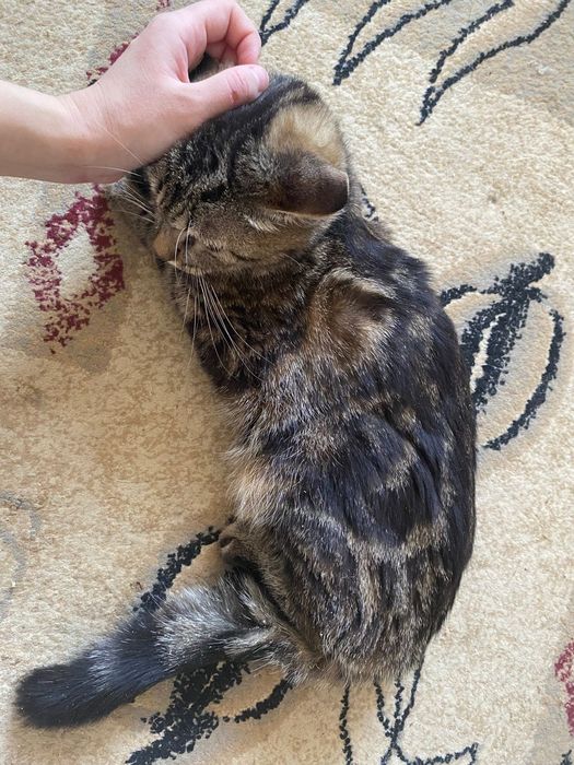 Шотландская прямоухая