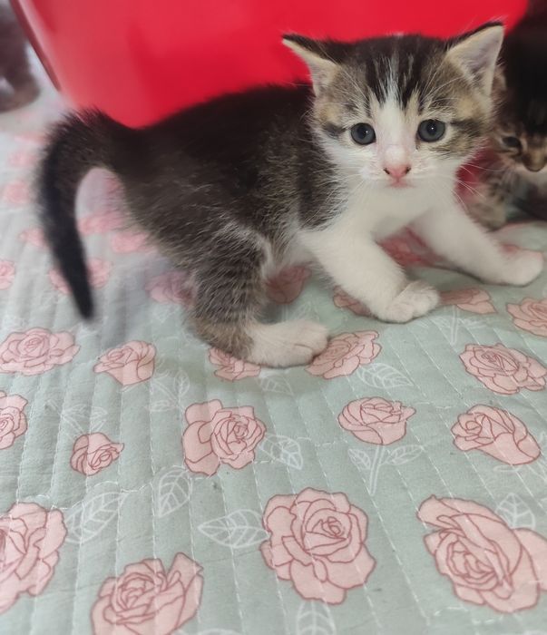 Котик породы Абессинец
